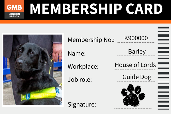 Lord Blunkett's guide dog, Barley, becomes union's fetching new member